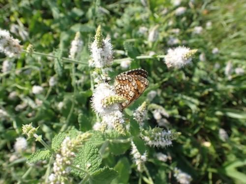 Melitaea sp.